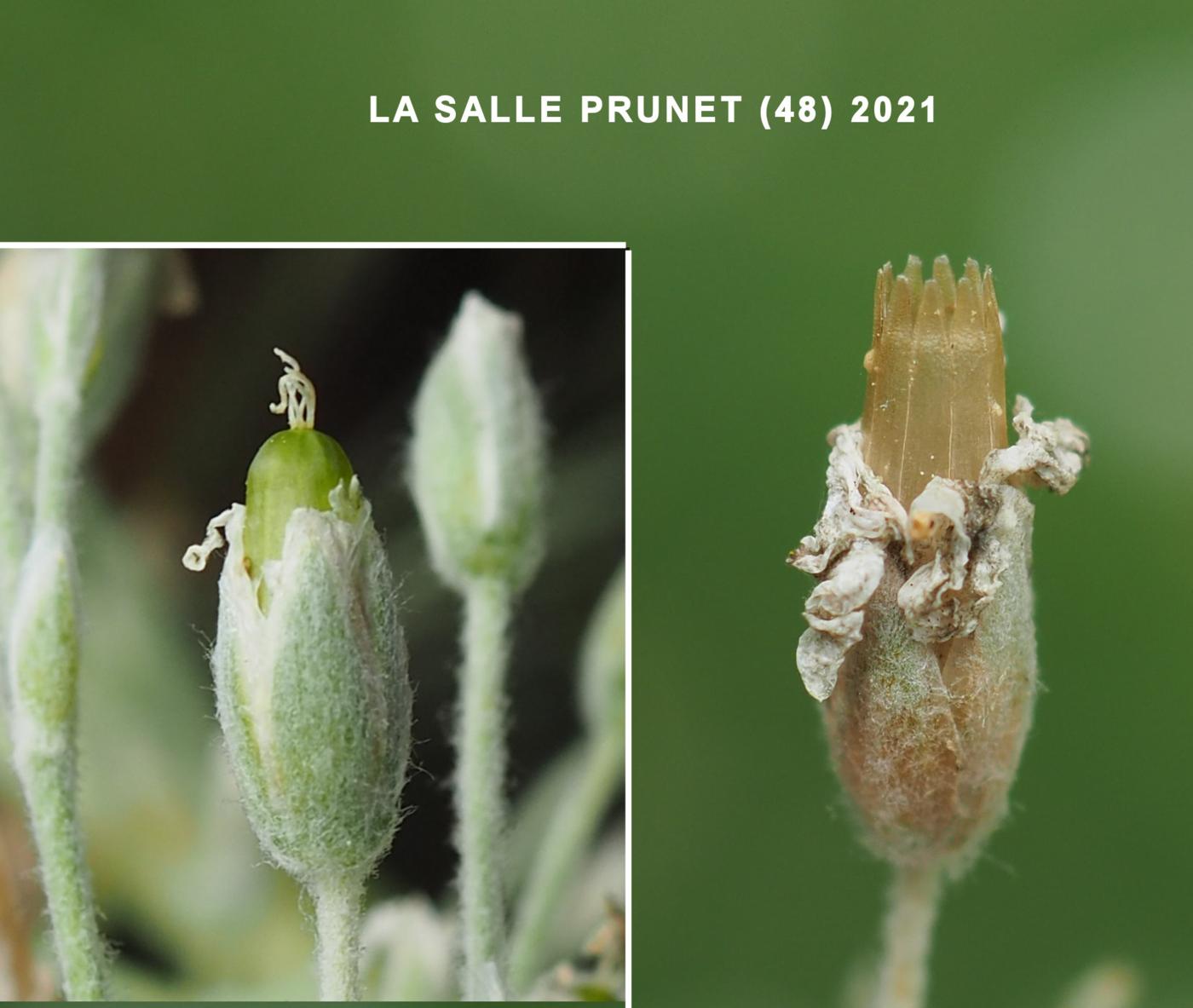 Snow-in-summer fruit